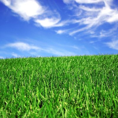 Buen precio hierba artificial sintética que ajardina de 50m m para la corte del fútbol en línea