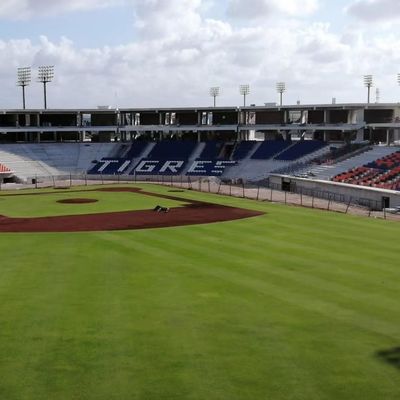 Buen precio Sillones deportivos de estadio de material HDPE 5 años - W 430 mm * D 600 mm * H 835 mm en línea
